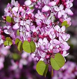 western redbud