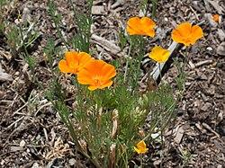 california poppy