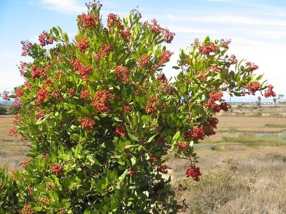toyon